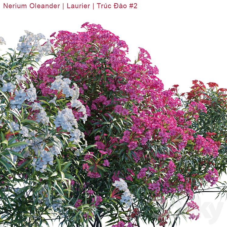 Nerium Oleander | Laurier | Trúc Đào # 2 3DS Max - thumbnail 2