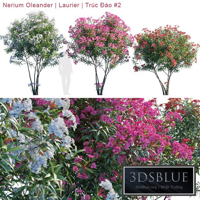 Nerium Oleander | Laurier | Trúc Đào # 2 3DS Max - thumbnail 3