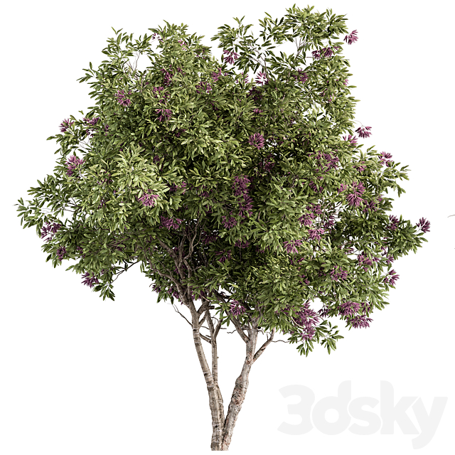 Nerium Oleander -Tree Set 229 3ds Max - thumbnail 1