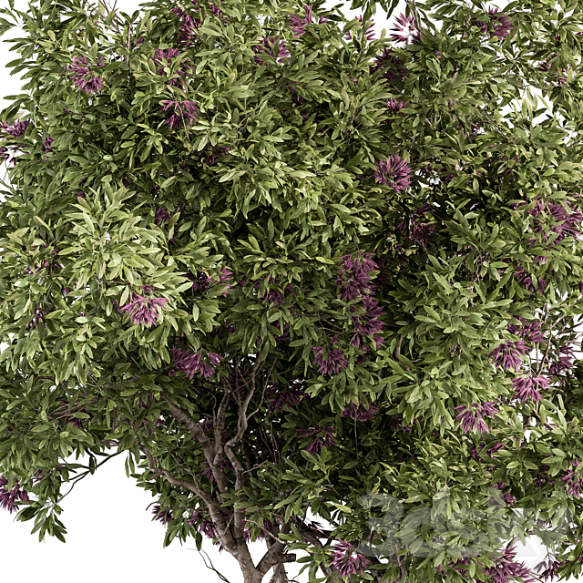 Nerium Oleander -Tree Set 229 3ds Max - thumbnail 2