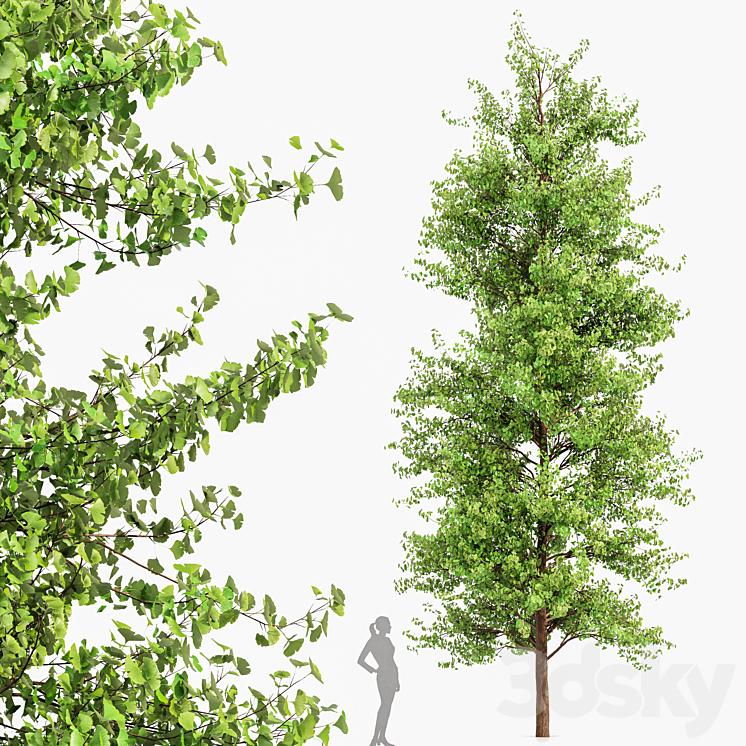 New Plant Fagus Sylvatica Maidenhair Tree Ginkgo Biloba 3DS Max Model - thumbnail 2