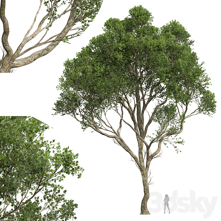 New Plant High detail Acer Pseudoplatanus03 3DS Max Model - thumbnail 1