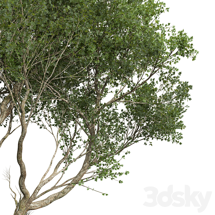 New Plant High detail Acer Pseudoplatanus03 3DS Max Model - thumbnail 2