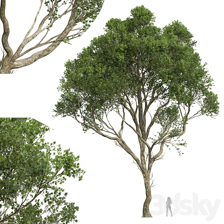 New Plant High detail Acer Pseudoplatanus03 3DS Max - thumbnail 1