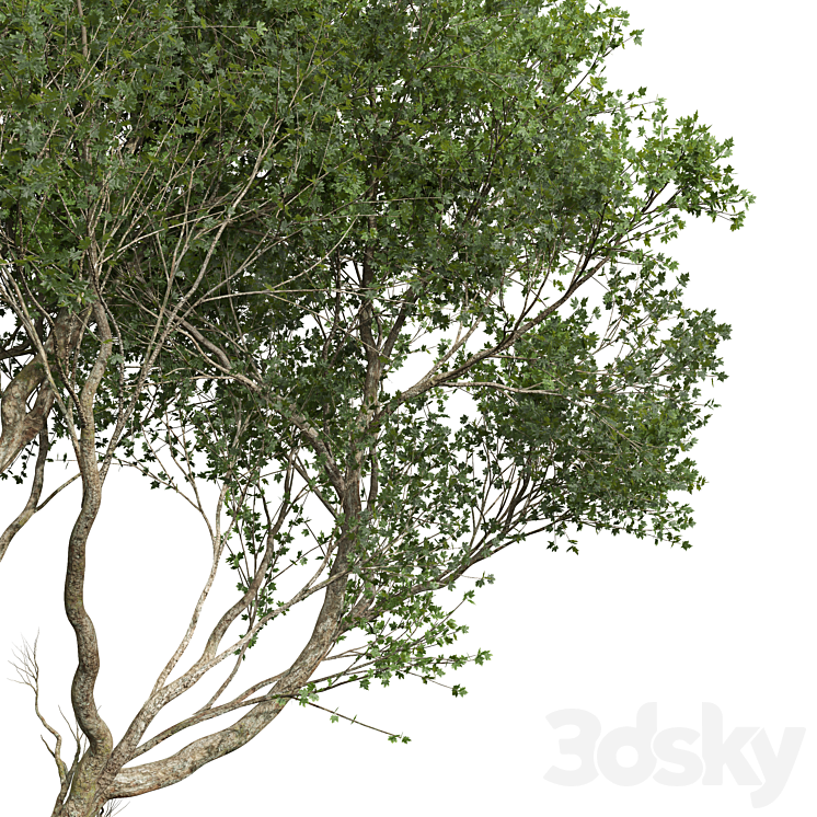 New Plant High detail Acer Pseudoplatanus03 3DS Max - thumbnail 2