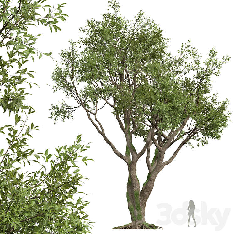 New Plant High detail Angel Oak Live Tree 3DS Max Model - thumbnail 1