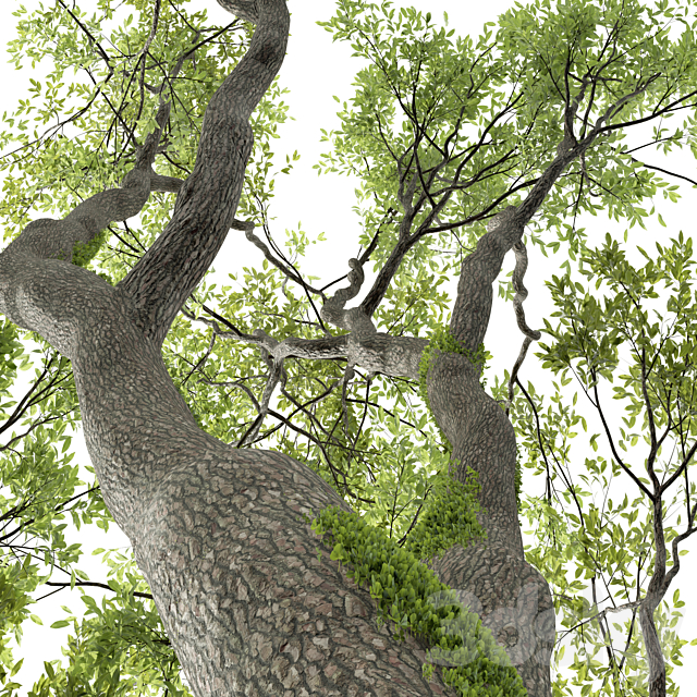 New Plant High detail Angel Oak Live Tree 3DS Max Model - thumbnail 3