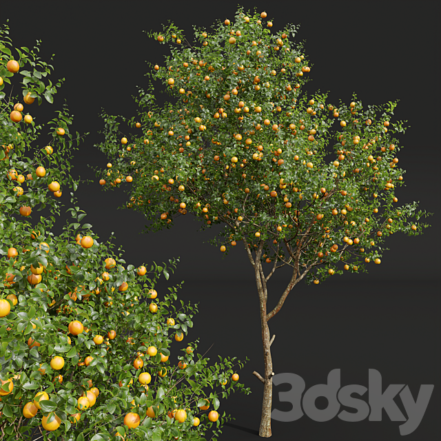 New Plant High detail Citrus Sinensis Orange Arancio 3dsMax Model - thumbnail 2