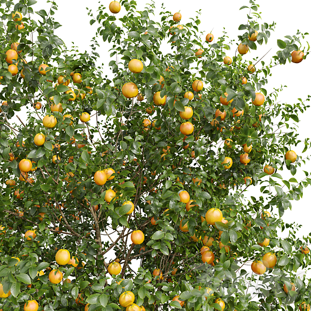 New Plant High detail Citrus Sinensis Orange Arancio 3dsMax Model - thumbnail 3