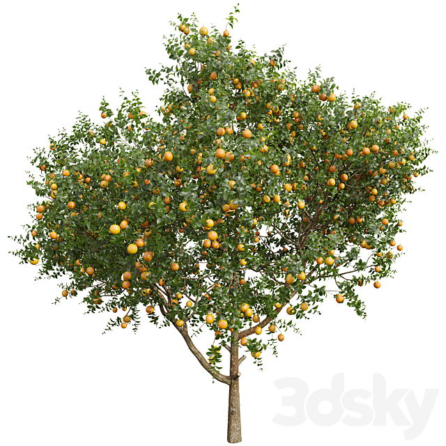 New Plant High detail Citrus Sinensis Orange Arancio 3dsMax Model - thumbnail 4