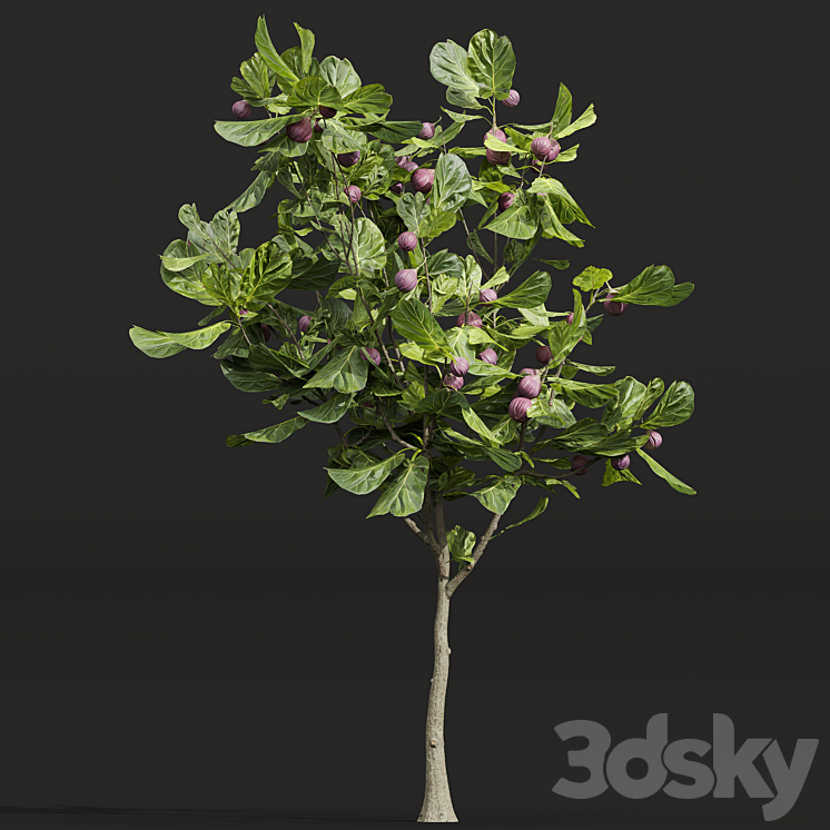 New Plant High detail Ficus Carica Feige Fig 3DS Max - thumbnail 2