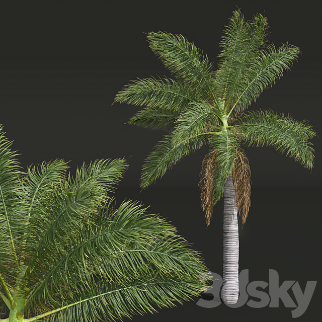 New Plant High detail Roystonea Regia Medium 3dsMax Model - thumbnail 2