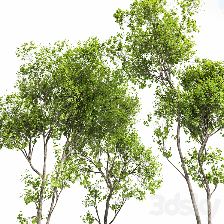 New Plant Real Tree Acer Saccharinum Spring Summer 3DS Max - thumbnail 2