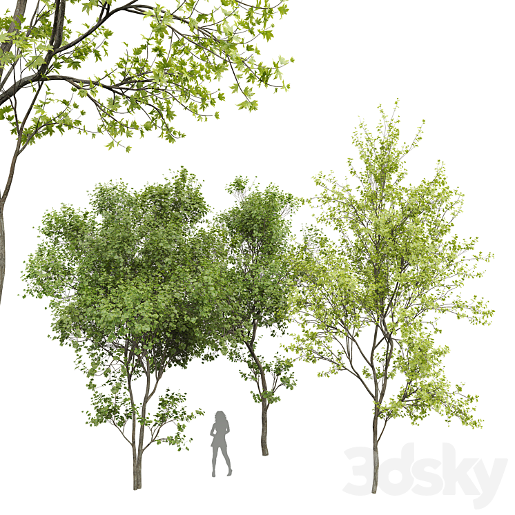 New Plant Real Tree Acer Saccharinum Spring Summer001 3DS Max Model - thumbnail 3