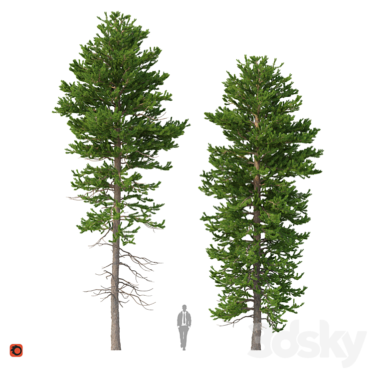 Norway spruce Set 1 Corona 3DS Max - thumbnail 1