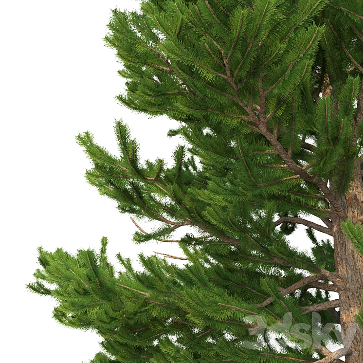 Norway spruce Set 1 Corona 3DS Max - thumbnail 2