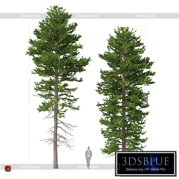 Norway spruce Set 1 Corona 3DS Max - thumbnail 3