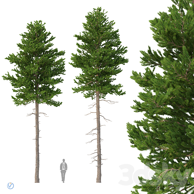 Norway spruce Set 2 V-Ray 3ds Max - thumbnail 1