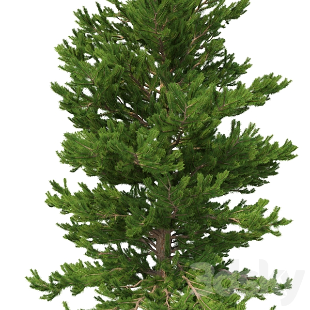 Norway spruce Set 2 V-Ray 3ds Max - thumbnail 2