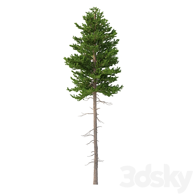 Norway spruce Set 2 V-Ray 3ds Max - thumbnail 3