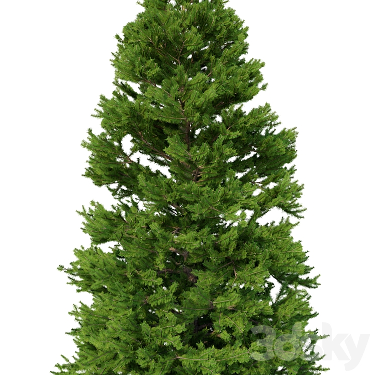 Norway spruce Set 3 V-Ray 3DS Max Model - thumbnail 2