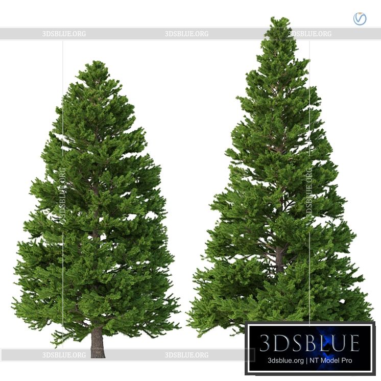 Norway spruce Set 3 V-Ray 3DS Max - thumbnail 3