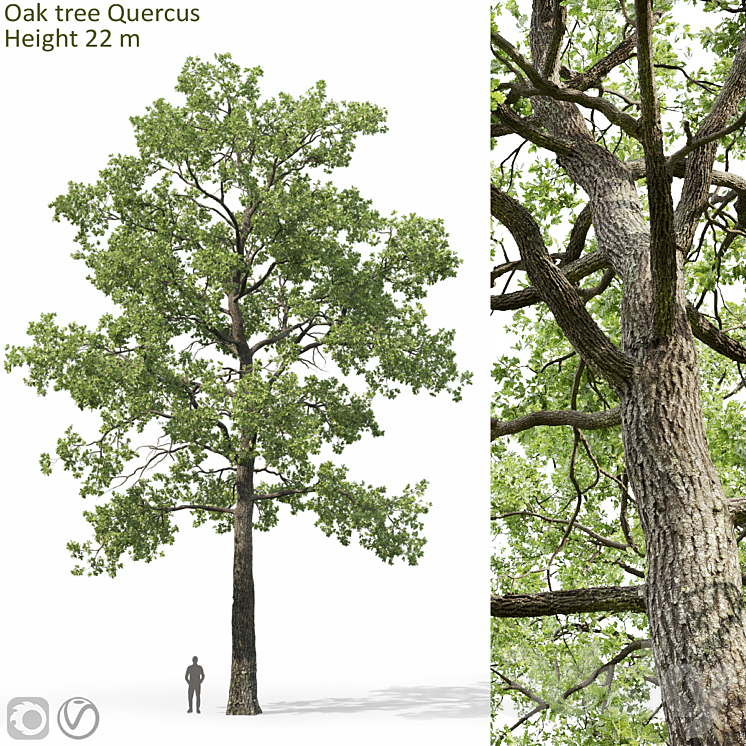 Oak 3DS Max Model - thumbnail 1