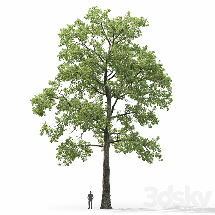 Oak 3DS Max Model - thumbnail 2