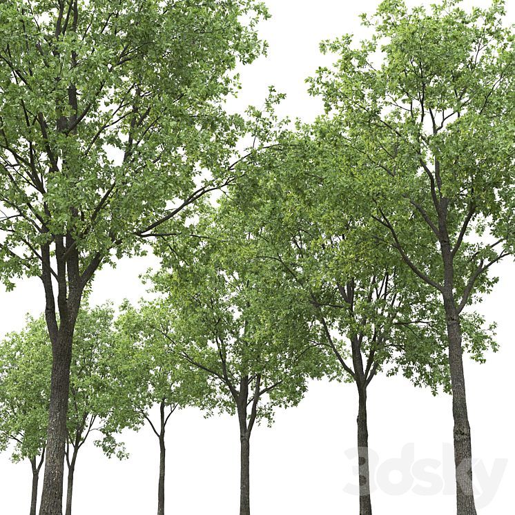 Oak 3DS Max Model - thumbnail 2