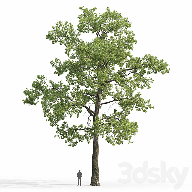 Oak 3DS Max Model - thumbnail 3