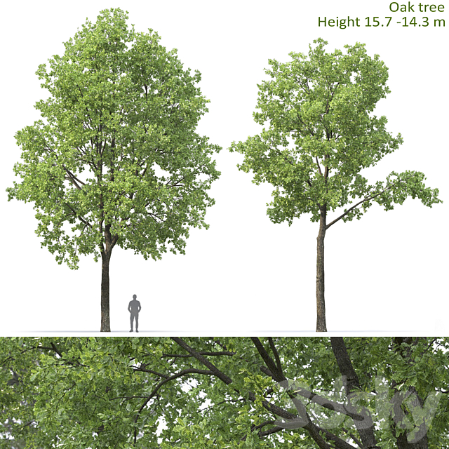 Oak 3DSMax File - thumbnail 1