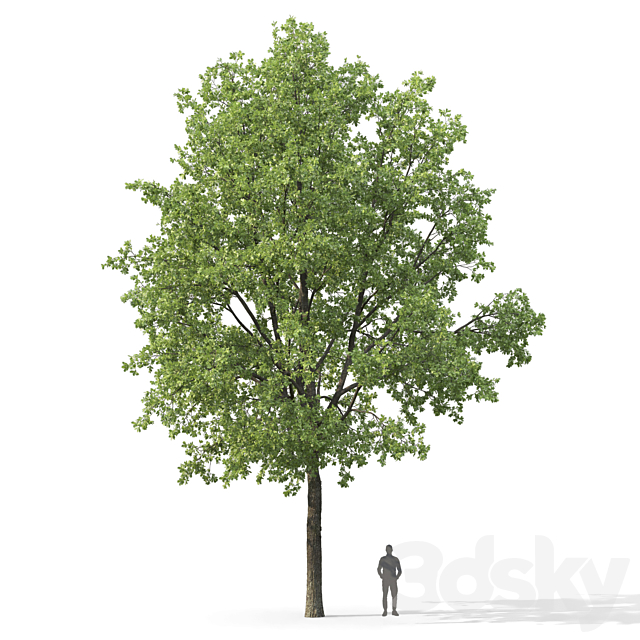 Oak 3DSMax File - thumbnail 2