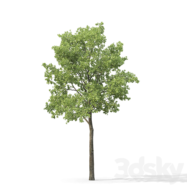 Oak 3DSMax File - thumbnail 3