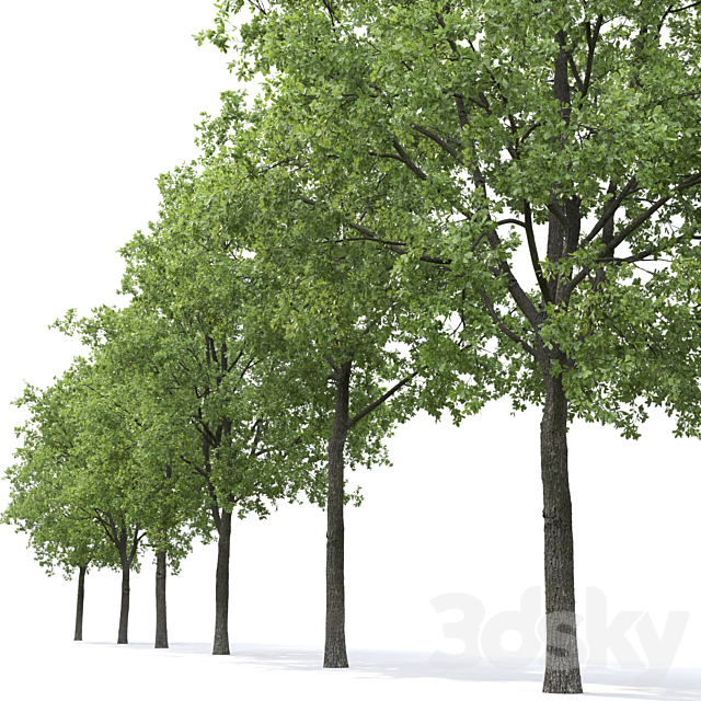 Oak 3DSMax File - thumbnail 4