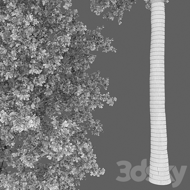 Oak 3DSMax File - thumbnail 7