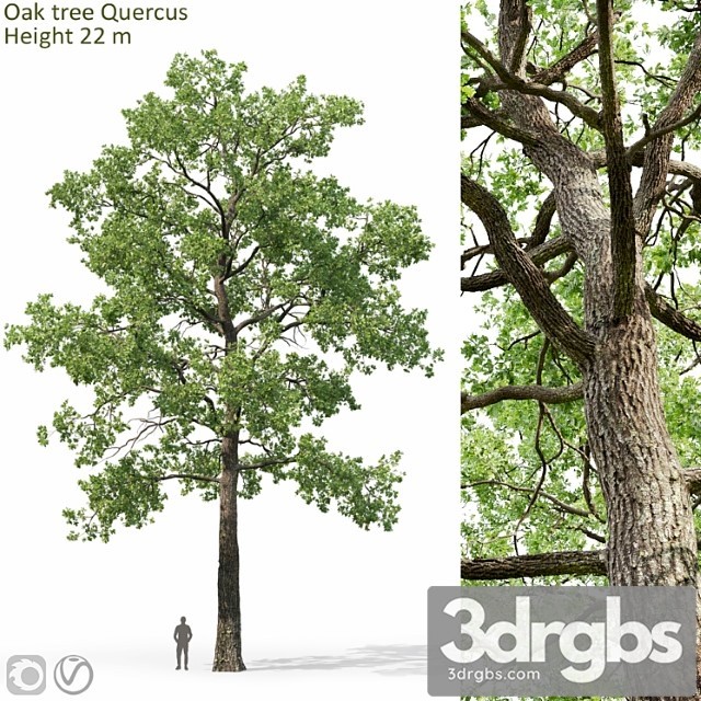 Oak 9 3dsmax Download - thumbnail 1