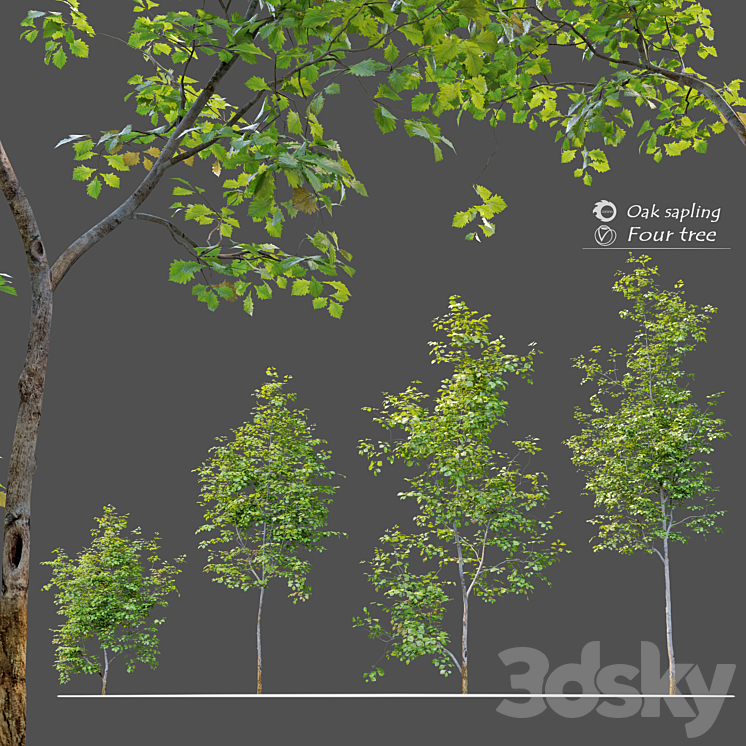 Oak sapling 3DS Max - thumbnail 1