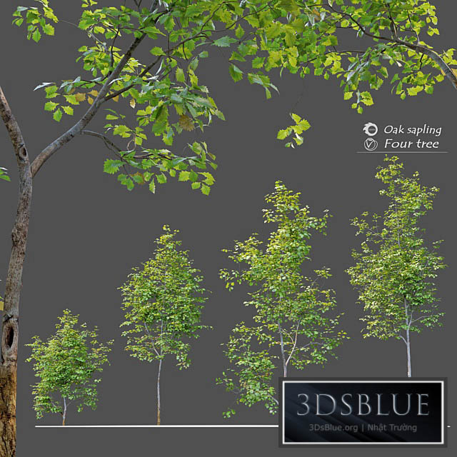 Oak sapling 3DS Max - thumbnail 3