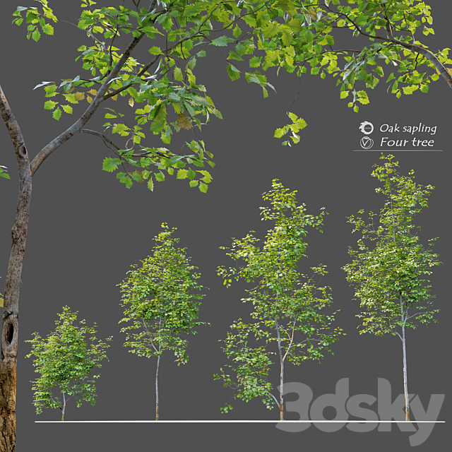 Oak sapling 3DSMax File - thumbnail 1