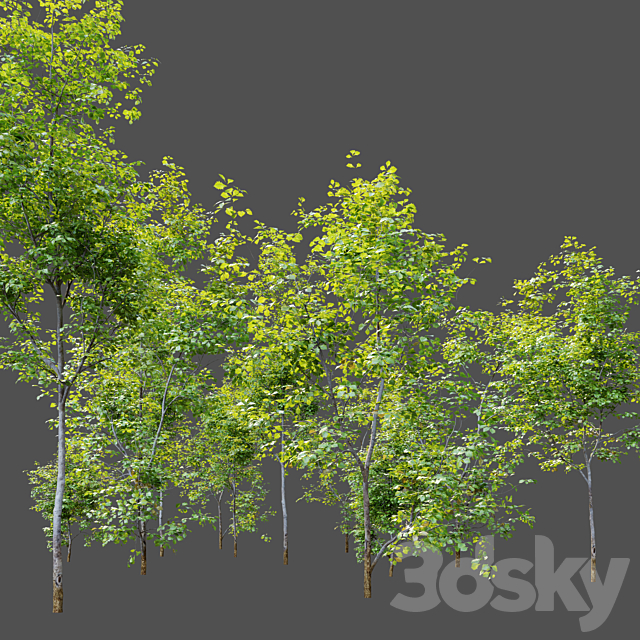 Oak sapling 3DSMax File - thumbnail 3