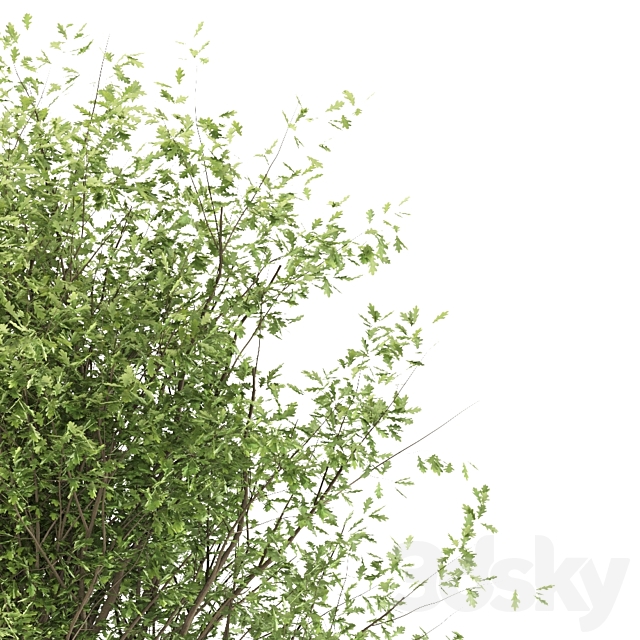 Oak tree (3 trees and 3 Sizes) 3DS Max Model - thumbnail 3