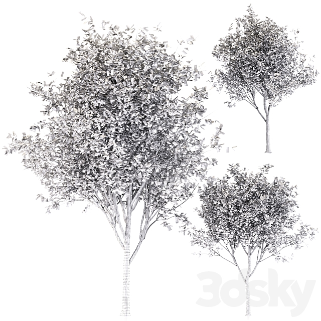 Oak tree (3 trees and 3 Sizes) 3DS Max Model - thumbnail 4