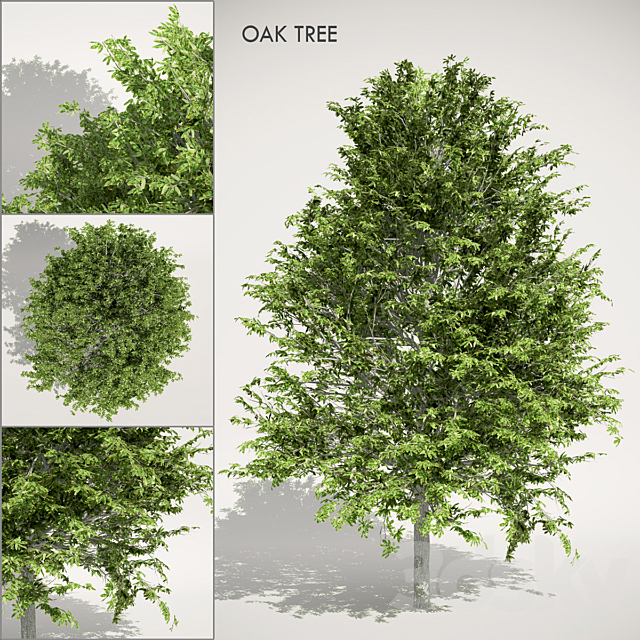 Oak Tree 3ds Max - thumbnail 1