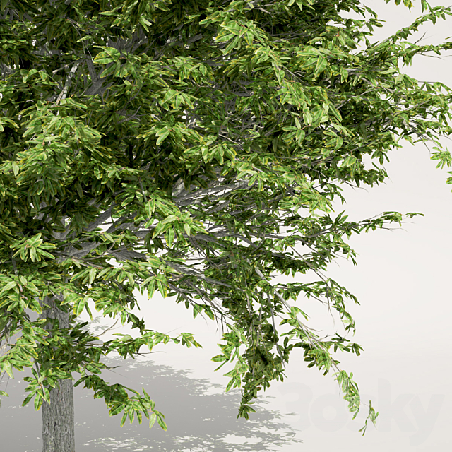 Oak Tree 3ds Max - thumbnail 2