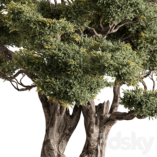 Ola Tree Set 294 3DS Max Model - thumbnail 2