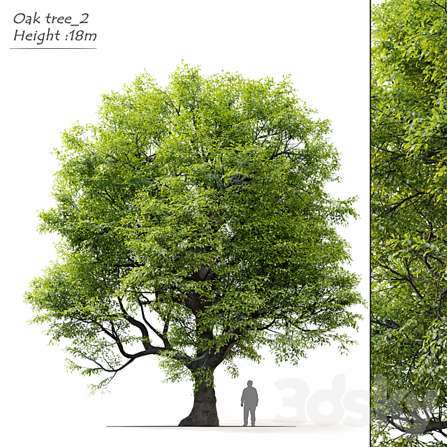 Old oak tree 3ds Max - thumbnail 1