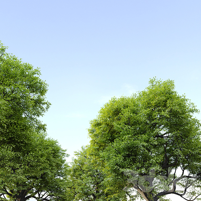 Old oak tree 3ds Max - thumbnail 3