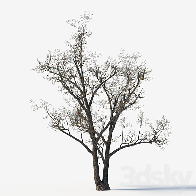 Old poplars 3DS Max Model - thumbnail 2