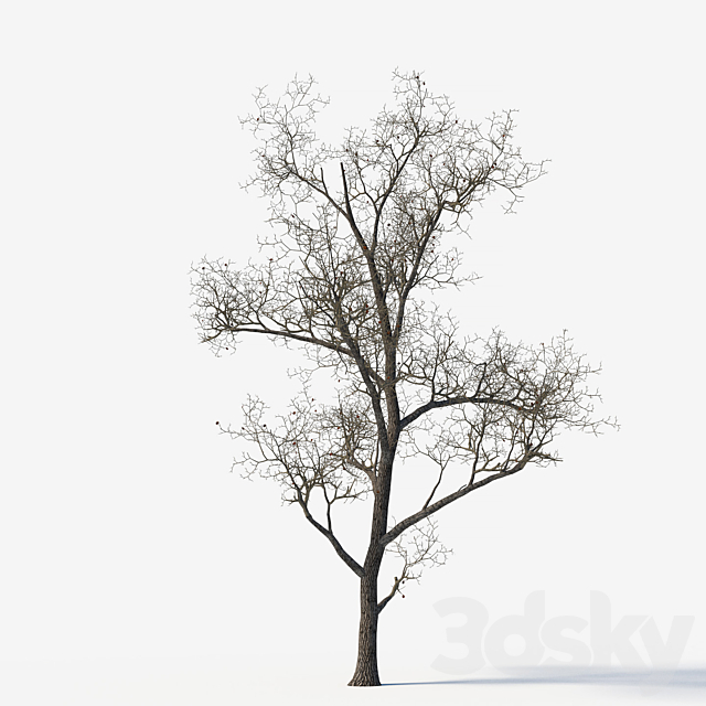 Old poplars 3DS Max Model - thumbnail 3