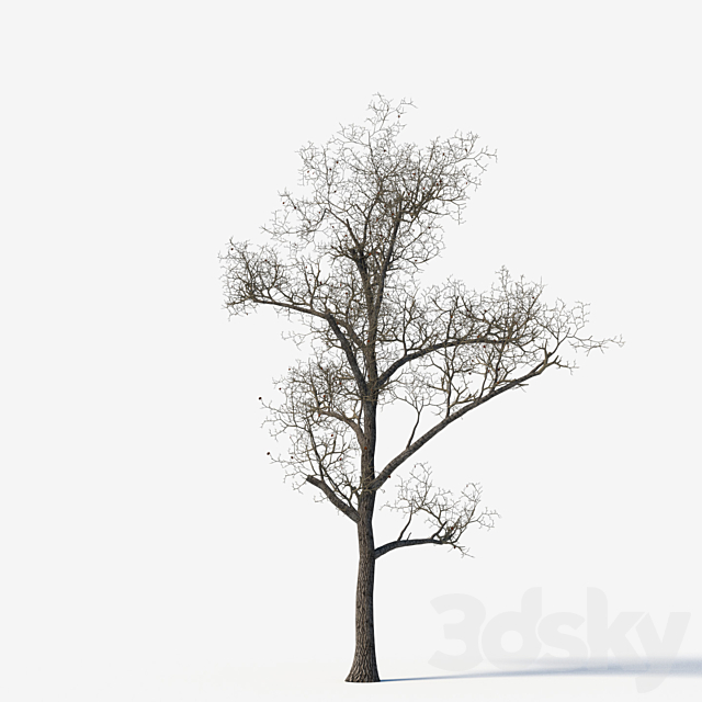 Old poplars 3DS Max Model - thumbnail 4